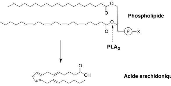 Figure 6. Voie de synthèse de l’AA à partir des phospholipides par la PLA 2 . 