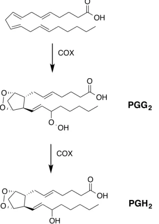 Figure 7. Voie de synthèse de PGG 2  et PGH 2  à partir de l’AA par les COXs (COX- (COX-1 ou COX-2)