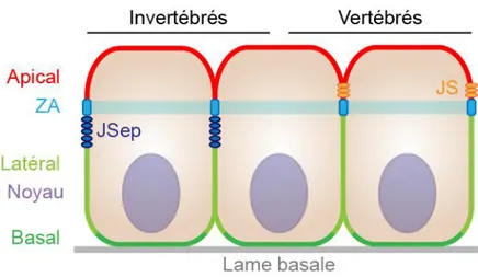 Figure  2.  Structure  des  cellules  épithéliales  polarisées.  Les  composantes  cellulaires  des  cellules  épithéliales  se 