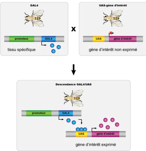 Figure 4. Le système UAS-GAL4.  Des mouches exprimant le gène GAL4 sous le contrôle d’un promoteur tissu spécifique  sont croisées avec des mouches qui contiennent le gène d’intérêt sous le contrôle de la séquence UAS