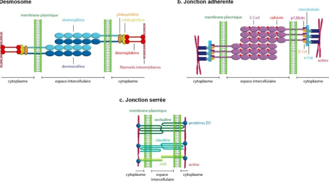 Figure  5.  Structure  générale  des  jonctions  cellulaires.  a.  Les  desmosomes  sont  composés  de  protéines 
