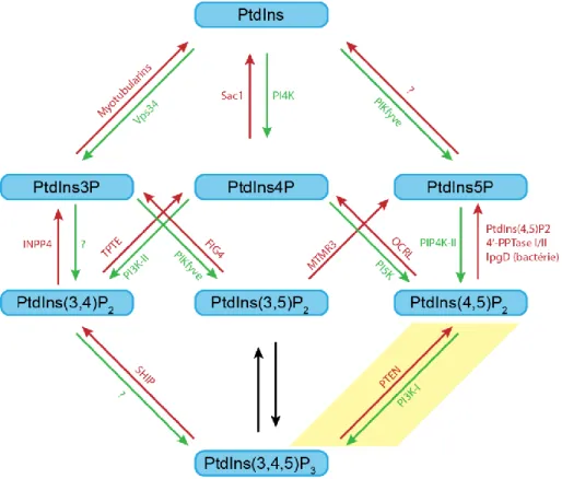 Figure  6.  Régulation  des  phosphoinositides.  Plusieurs  kinases  (en  vert)  et  phosphatases  (en  rouge)  régulent  la 