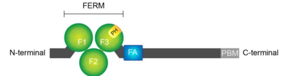 Figure 10. Structure de Yrt/EPB41L5/EPB41L4B.  La protéine Yrt et ses orthologues humains contiennent un domaine  FERM en N-terminal