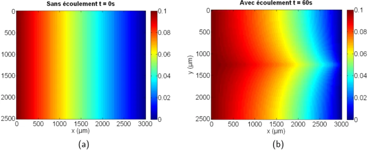 Figure 3.8  Champs de température simulés avec le modèle 2D pur (a) Sans écoulement et (b) avec écoulement en régime permanent Q = 180 µL.h −1