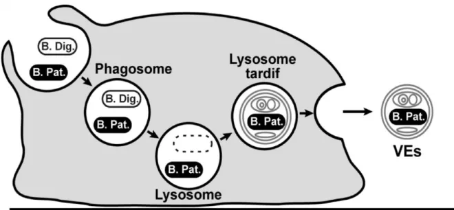 Figure I.1 : La progression de bactéries digestibles ou non au sein de la voie  phagocytique  des  protozoaires