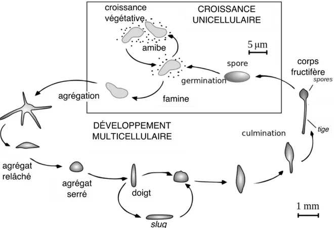 Figure  I.3 :  Le  cycle  de  vie  des  amibes  sociales  comporte  une  phase  de  croissance unicellulaire et une phase de développement multicellulaire