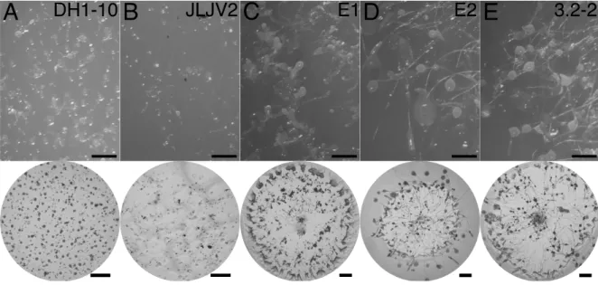 Figure 1.2. Multicellular development of the amoeboid isolates.  Typical images  of fruiting bodies and phagocytosis plaques produced by each strain are presented