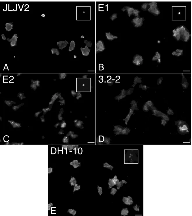 Figure 1.4. H36 staining is positive for all of the amoeboid isolates.  JLJV2 (A),  E1(B), E2 (C) and 3.2-2 (D) cells show a staining pattern similar to that observed with  DH1-10 (E) upon immunofluorescent staining with the H36 antibody (red), as well as 