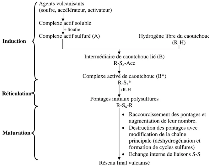 Fig. I.13 : Schéma général de la vulcanisation au soufre du caoutchouc naturel. 