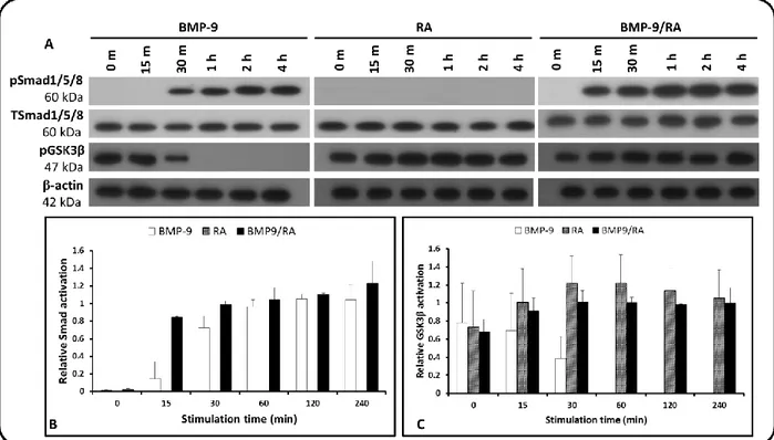 Figure 2-4 : Effect of incubating SH-SY5Y cells with BMP-9 (1nM), RA (10 µM) and BMP-9 (1nM)/RA (10  µM) for 0, 15, 30, 60, 120 and 240 min