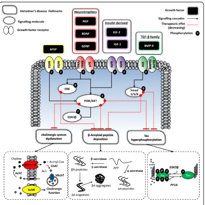 Figure 2-6 : Growth factors showing a therapeutic effect on Alzheimer’s disease, their cell receptors, simplified  signaling pathways and therapeutic effects on Alzheimer’s disease hallmarks (APP = amyloid precursor protein, 