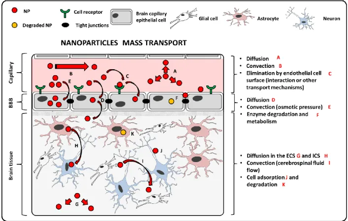 Figure 2-8 : Natural barriers crossed by NPs and the associated mass transport phenomena form the capillaries to  the brain tissue