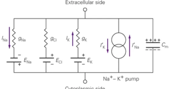 Figure 0.2  Diagramme d'un neurone en tant que circuit électrique