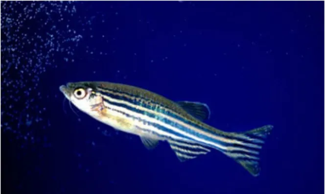 Figure 0.4  Un poisson zèbre