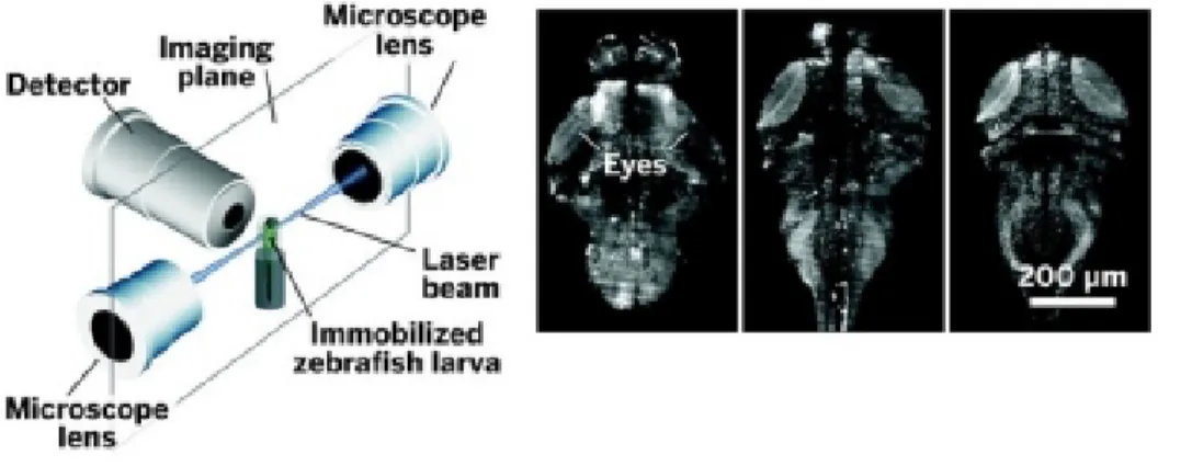 Figure 5.1  Image du dispositif utilisé pour lmer les neurones d'un poisson zèbre