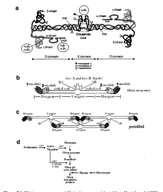 Figure 2.1: Fibrinogen structure and fibrin clot process. Adapted from Herrick et al. (1999)  and Litvinov et al
