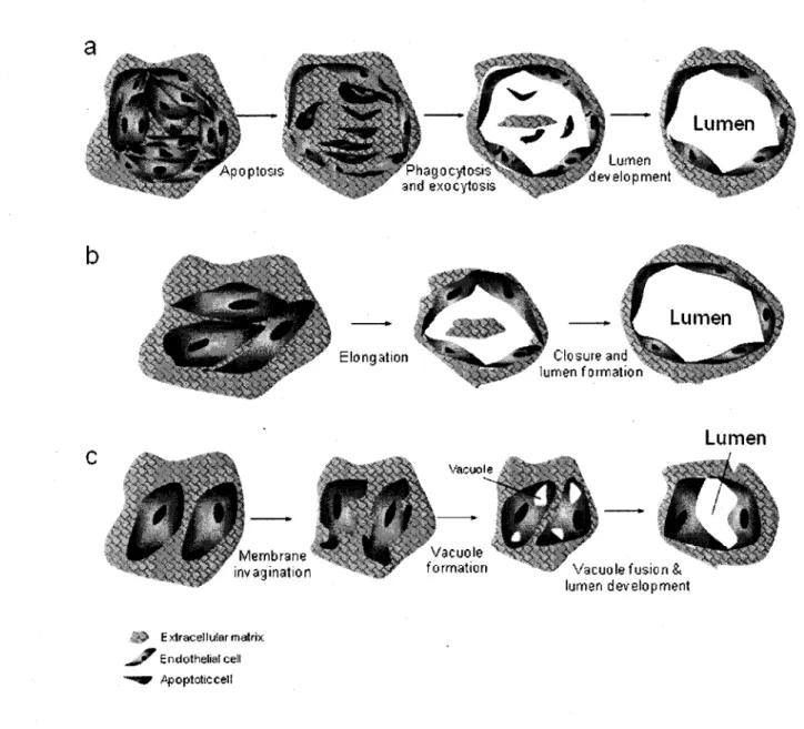 Figure 2.2: Models of the development of tube-like structures during vasculogenesis. Adapted 
