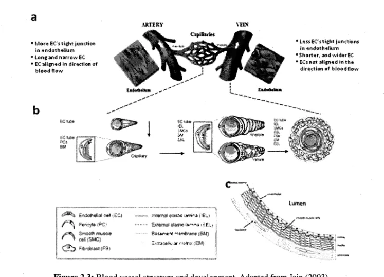 Figure 2.3: Blood vessel structure and development. Adapted from Jain (2003). 