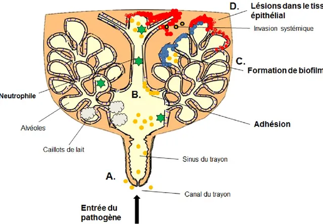 Figure 2. Pathogénèse de S. aureus dans la glande mammaire bovine. (Inspiré du texte de 