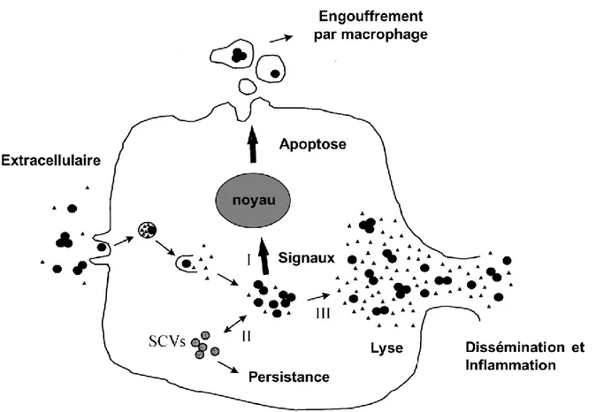 Figure  3.  Les  résultats  possibles  de  l’internalisation  de  S.  aureus  dans  les  cellules  de  l’hôte