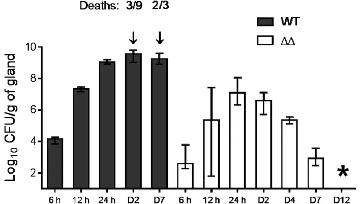 FIG.  5.  Murine  IMIs  with  the  parental  (WT)  and  ΔhemBΔ720  (ΔΔ)  strains.  Mice  were 