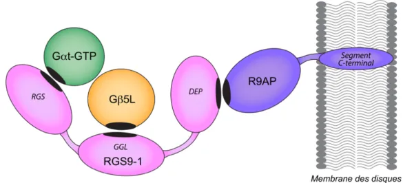 Figure  I.11.  Complexe  RGS9-1/G b 5L/R9AP  impliqué  dans  l’inactivation de  la  phosphodiestérase