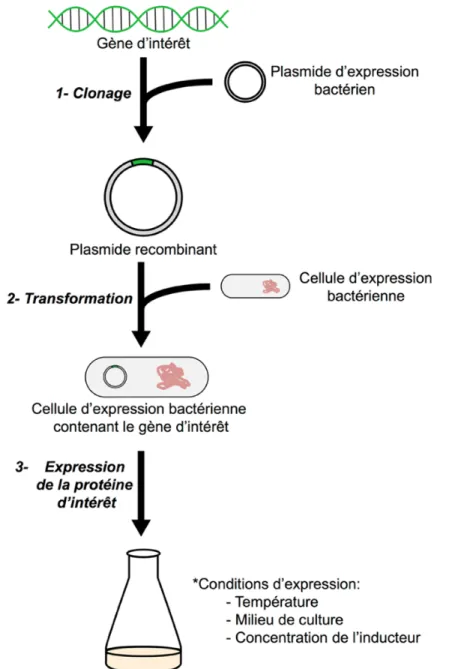 Figure  I.15.  Schéma  présentant  les  principales  étapes  pour  l’expression  de  protéines recombinantes chez E