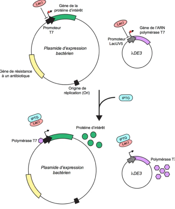 Figure  I.16.  Aperçu  des  mécanismes  moléculaires  de  l’induction  de  l’expression de la protéine d’intérêt suite à l’ajout d’IPTG