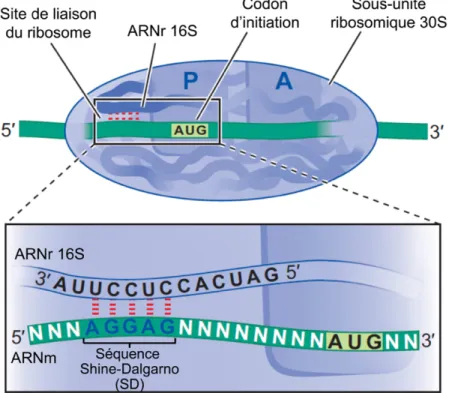 Figure I.17. Site de liaison du ribosome pour l’initiation de la traduction chez 