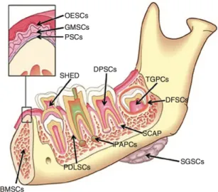 Figure 1. Sources de cellules souches dans la région orofaciale (Tirée de Cohen’s Pathways of the Pulp  [2] )   TGPCS : cellules souches du germe dentaire, DFSCS : cellules souches du follicule dentaire, 