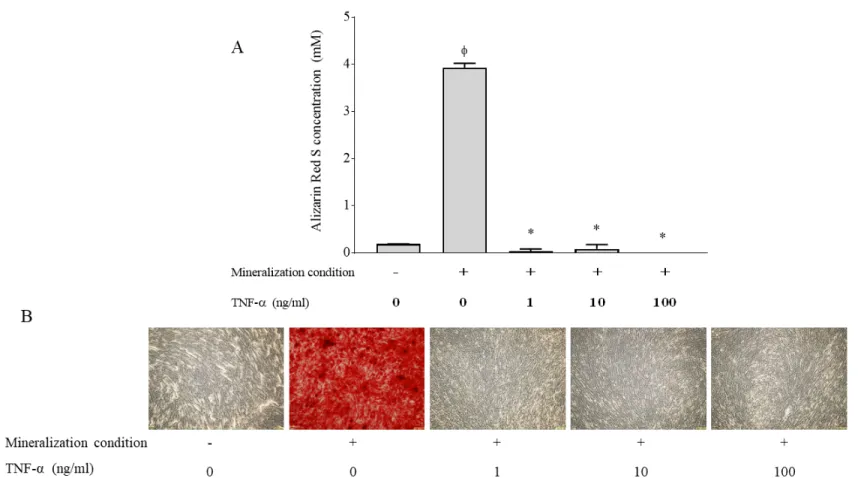 Figure 4. Effect of TNF-! on the mineralizing activity of SCAP. Mineralization was quantified by Alizarin Red staining (Panel A)
