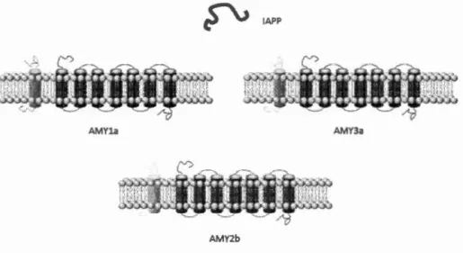 Figure 1.5  Récepteurs de  1  ' IAPP composés  du  récepteur de  la  calcitonine en 