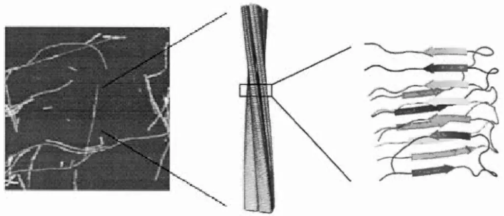 Figure 1.7  Structure généra le  des fibres  amyloïdes en  feui ll et -~-cr oisé . 