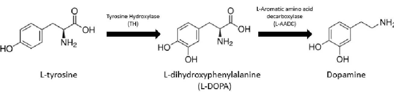 Figure 2.   Dopamine synthesis 