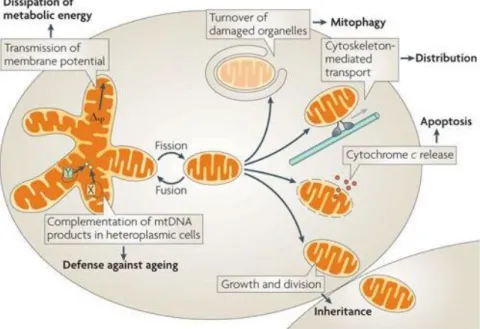Figure 10.   Mitochondrial dynamics 