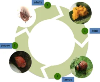 Figure 1- 1 Life cycle of the Colorado potato beetle: (1) eggs, (2) larvae, which go through four stages, (3) 