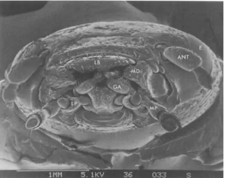 Figure 1- 3 Scanning electron micrograph showing the front view of the head of an adult Colorado potato beetle, 