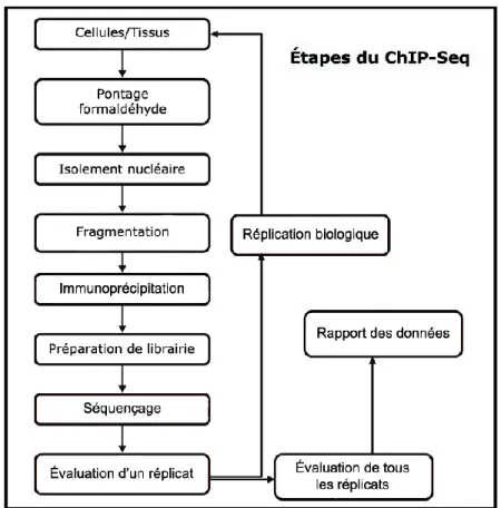 Figure 1.5 Flot d’une expérience ChIP-Seq. Adapté de Landt et al., 2012. 