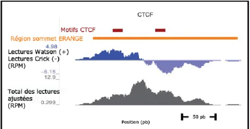 Figure 1.8 Représentation de résultat de séquençage.  Les signaux représentent le nombre  de  lectures  à  ces  positions  génomiques