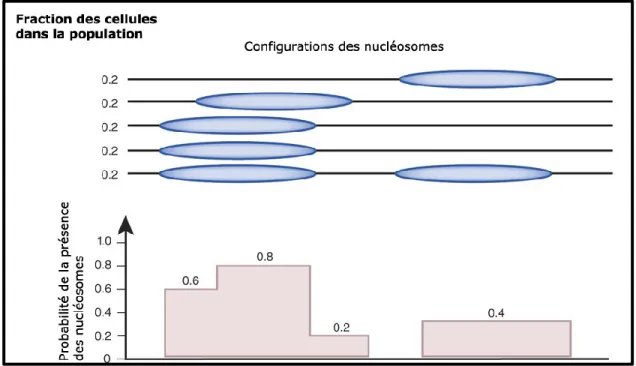 Figure  1.10  Exemple  d’analyse  possible  ciblant  la  mobilité  des  nucléosomes.  Adapté  de  Struhl &amp; Segal, 2014