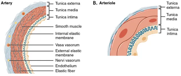 Figure 3 : Structure d’une artère et d’une artériole 9 . 