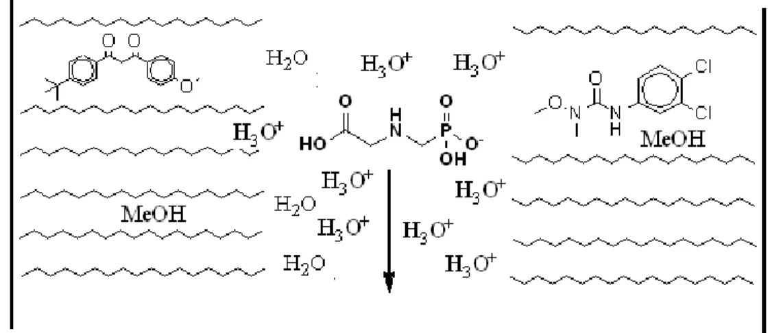 Figure  11.  Représentation  du  glyphosate  éluant  dans  le  front  de  solvant  sur  une  colonne 