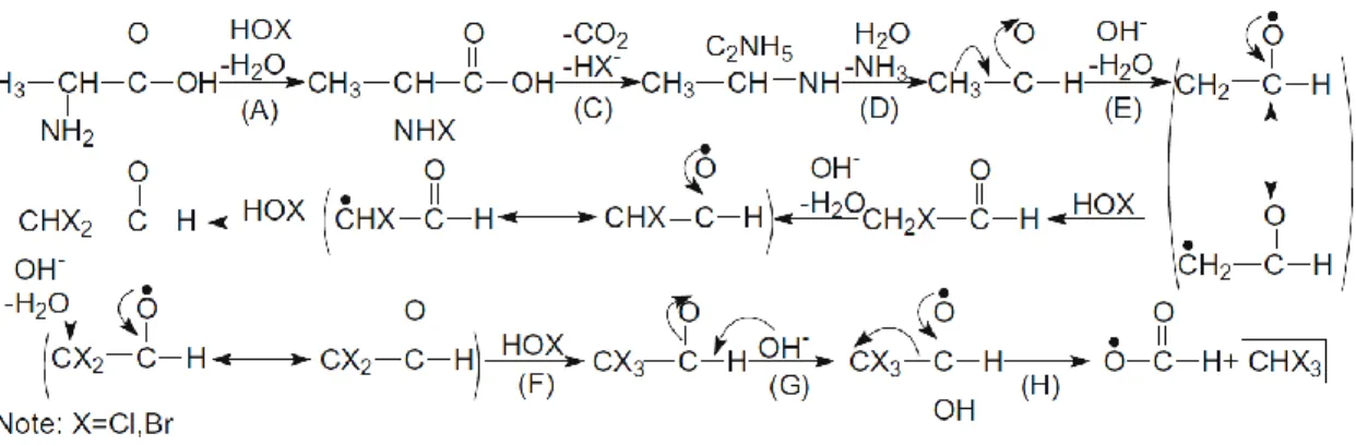 Figure 1-4: Formation pathway of chloroform from chlorination of alanine (Reprinted with permission  from Chu et al