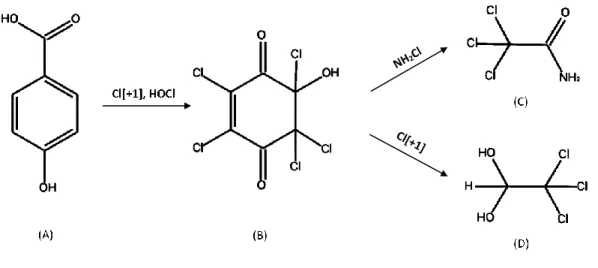 Figure 1-5: Chlorination and chloramination of 4-hydroxybenzoic acid (From Chuang et al