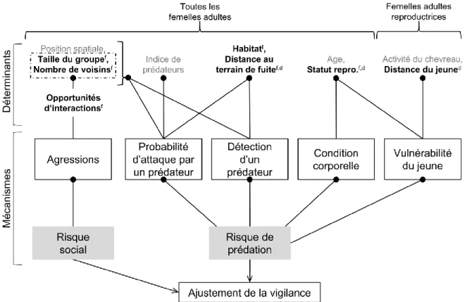 Figure 9.  Schéma conceptuel résumant les relations entre les variables d’intérêt mesurées et les mécanismes influençant  l’ajustement de la vigilance des femelles de la chèvre de montagne de Caw Ridge (Alberta, Canada, 1994-2018)
