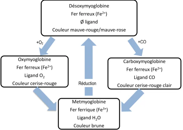Figure 1.2 Les quatre formes chimiques de la myoglobine (adaptée de Mancini, 2009) 