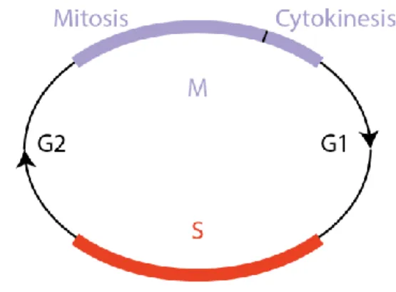 Figure 1 Cell cycle phases 