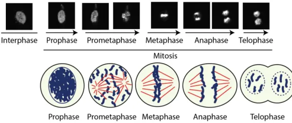 Figure 3 Representation of the mitotic stages 