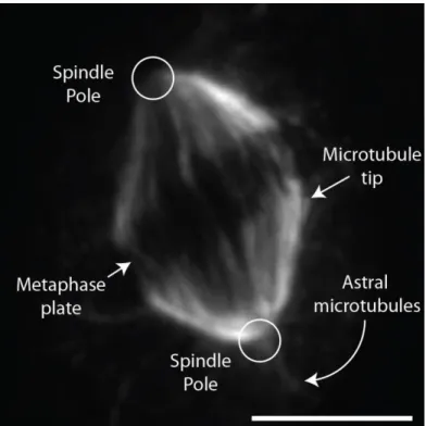 Figure 4 The mitotic spindle 