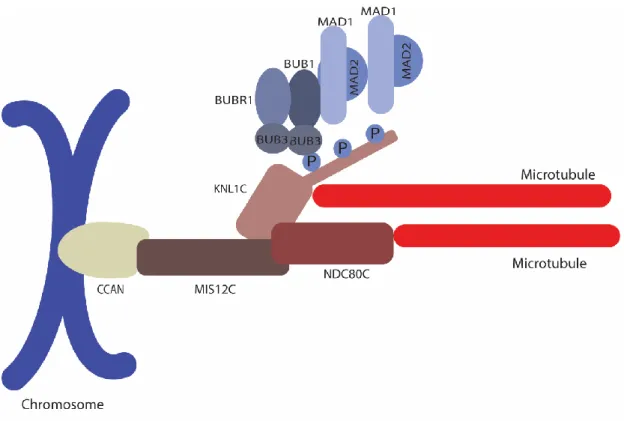 Figure 6 Outer kinetochore 